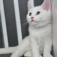 گربه بریتیش جذاب