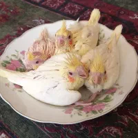 جفت مولد عروس هلندی و طوطی کتوله|پرنده|رفسنجان, |دیوار