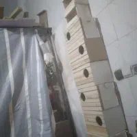 لانه ی عروس هلندی و  گریچنیگ و سایر حیوانات