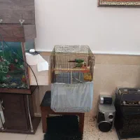 گیرینچیک نروماده مولد|پرنده|قم, باغ کرباسی|دیوار