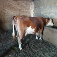 گاو سیمنتال  شیری