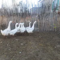 قوغاز لیندا کرچی اصیل|حیوانات مزرعه|گنبد کاووس, |دیوار