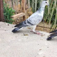 سینه سفید و ابلغ