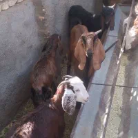 بزو بزغاله پاکستانی|حیوانات مزرعه|مشهد, کلاکوب|دیوار