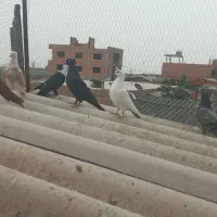 کبوتر رنگی تک پر