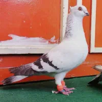 کبوتر کم سفید