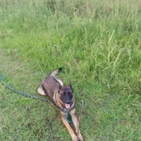 فروش سگ ژرمن شپرد|سگ|رودسر, |دیوار