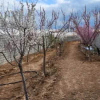 باغ ویلا. مجتمع گوهر هشتم