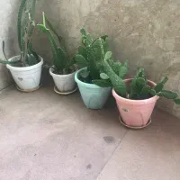 گلدانهای کاکتوس