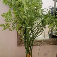 فروش گل|گل و گیاه طبیعی|تبریز, |دیوار
