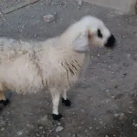 گوسفند آبست دوقلوزا
