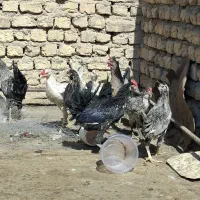 خروس گلین|حیوانات مزرعه|خمینی‌شهر, |دیوار