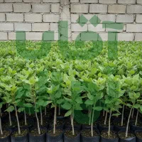 نهال پسته اکبری سالم و دارای ریشه قوی