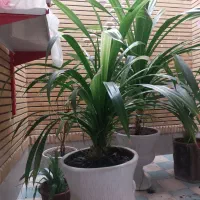 گل ذرتی ( پاندانوس )