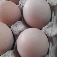 ماست چکیده تلمی،دوغ تلمی ،کره وتخم مرغ و غاز|خوردنی و آشامیدنی|نیشابور, خیام|دیوار