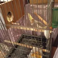 عروس هلندی ماده