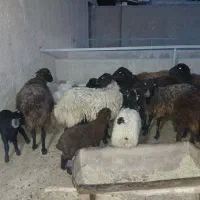 میش بره شیشک