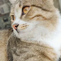 گربه اهلی بالغ نر