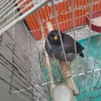 مرغ مینا سخنگو