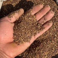 کنجد درجه یک و تمیز (سم سم )