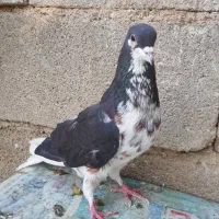 شهری گلدار نر