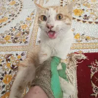 واگذاری گربه ماده Dsh