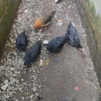 مرغ و خروس بزرگ و اردک|حیوانات مزرعه|آمل, |دیوار