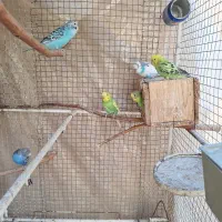 مرغ عشق فروشی