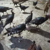 جوجه بوقلمون|حیوانات مزرعه|جزنیک, |دیوار