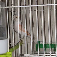 قناری ماده موزاییکی و رد فاکتور