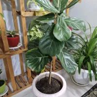 گل طبیعی بزرگ