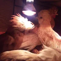 نیمچه مرغ لهستانی پولند طلایی