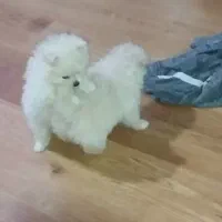 توله پامرین سایز صفر یک جفت خرسی اصیل|سگ|تهران, ابوذر|دیوار