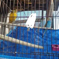 قناری نر  و مرغ عشق|پرنده|رشت, سیا اسطلخ|دیوار