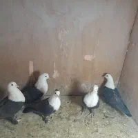 کبوتررنگی|پرنده|پاکدشت, پاکدشت (مامازند)|دیوار