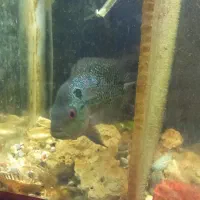 یک عدد فلاور زیبا