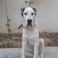 سگ نگهبان الا بای توله ۶ ماهه نر