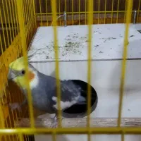 یک جفت عروس هلندی نرو ماده|پرنده|فشاپویه, |دیوار