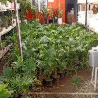 گل برگ انجیری|گل و گیاه طبیعی|چهاردانگه (تهران), |دیوار