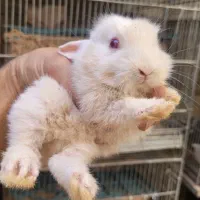 بچه خرگوش های خوشگل و بامزه