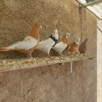 جوجه کفتر|پرنده|شیراز, ارم|دیوار