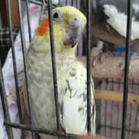 عروس هلندی جفت مولد|پرنده|رودهن, |دیوار