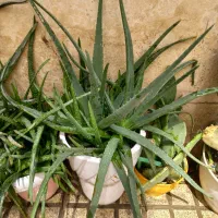 گیاه آلوئه ورا  گل