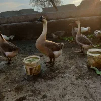 فروش غاز و قوغاز محلی