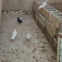 کبوتر|پرنده|برخوار, |دیوار