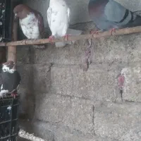 کفتر های پرشی  سمنان