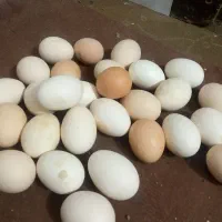 تخم مرغ رسمی تازه