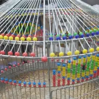 قناری و سهره|پرنده|مشهد, امام رضا (ع)|دیوار