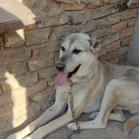 سگ سرابی