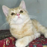 پیشی 4 ماهه|گربه|بندر انزلی, آخرخط|دیوار